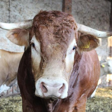 Fattoria Agriturismo Bigongiari Lucca Kültér fotó