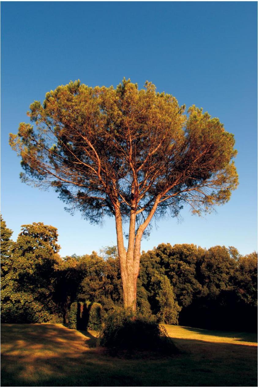 Fattoria Agriturismo Bigongiari Lucca Kültér fotó