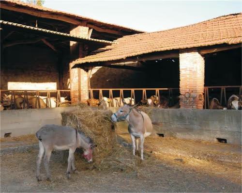Fattoria Agriturismo Bigongiari Lucca Kültér fotó