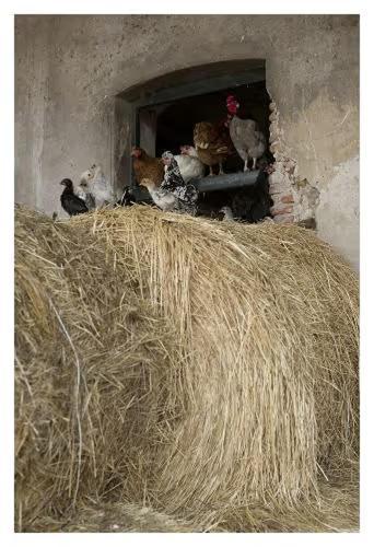 Fattoria Agriturismo Bigongiari Lucca Kültér fotó