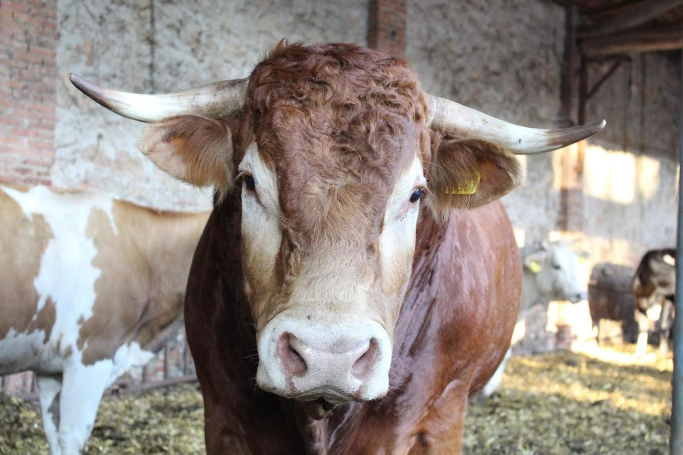 Fattoria Agriturismo Bigongiari Lucca Kültér fotó